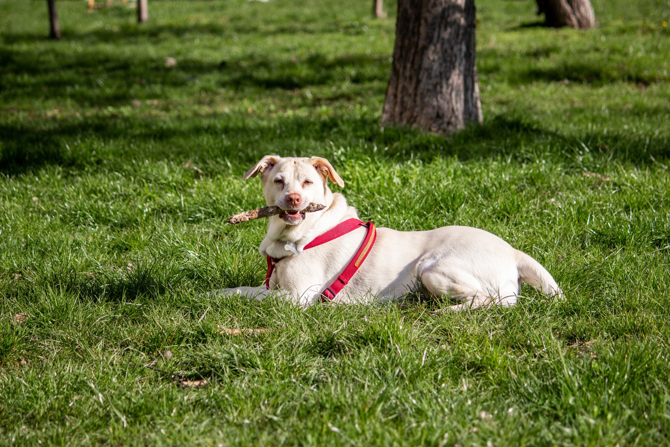 A playful dog lies on the grass in a park, enjoying a sunny day with a stick.