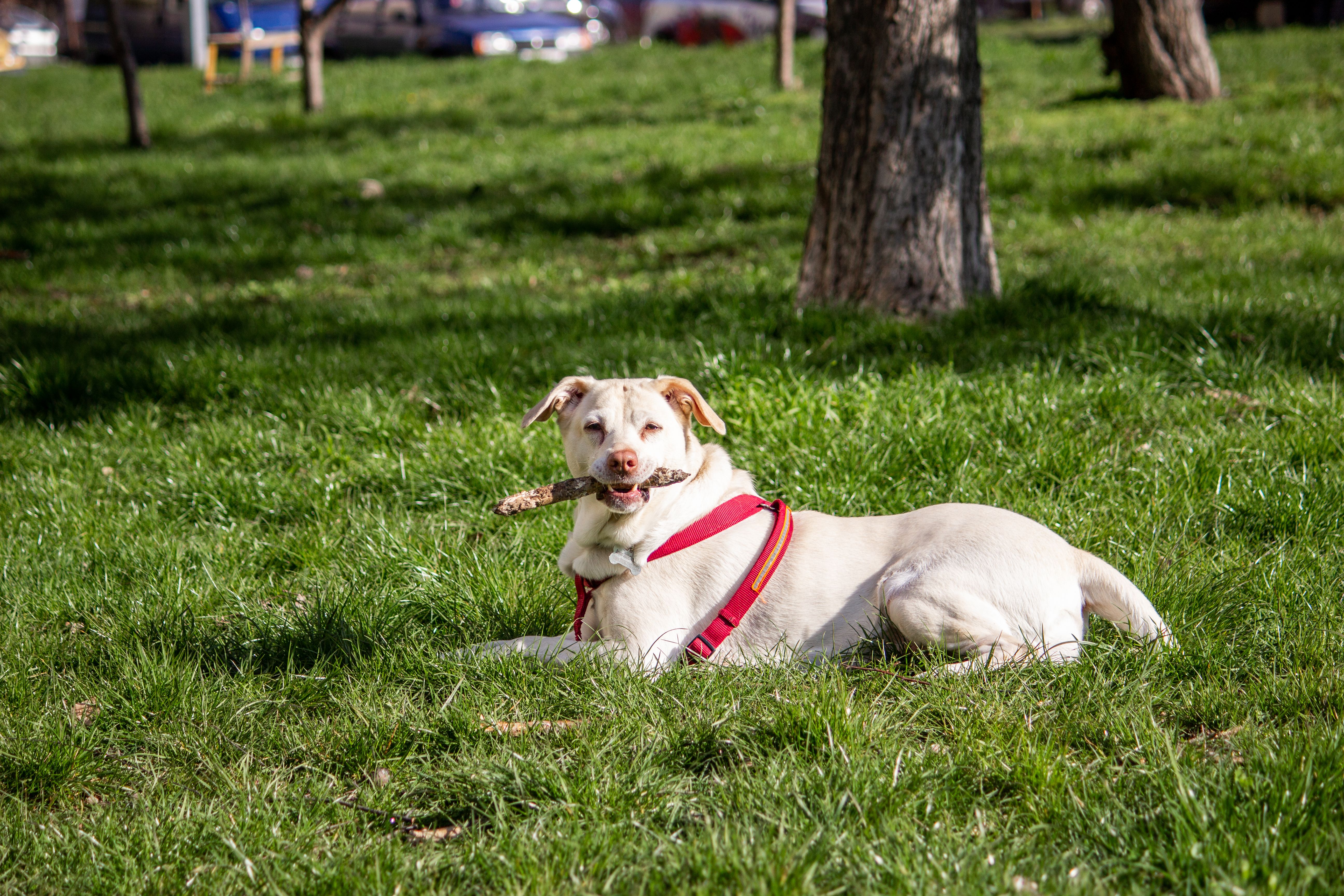 Labrador Retriever Relaxing Outdoors in Park · Free Stock Photo