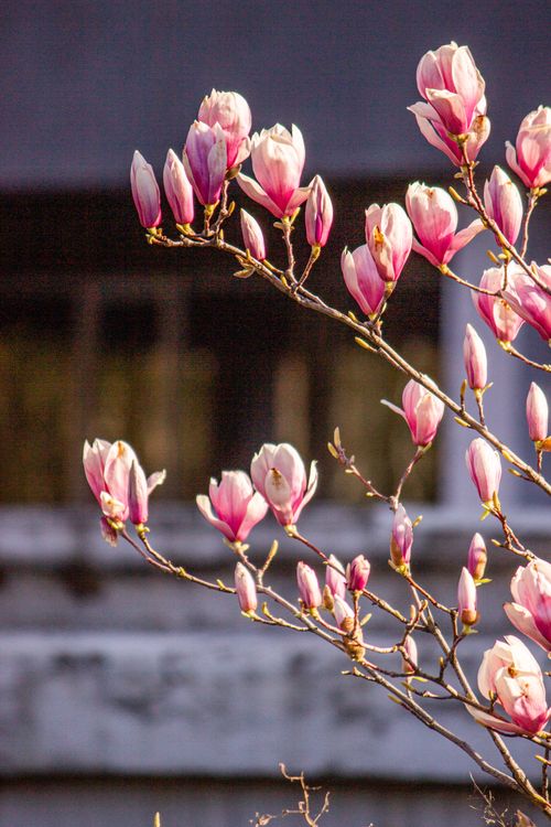 Free Close-up of pink magnolia blossoms blooming in spring sunlight. Stock Photo