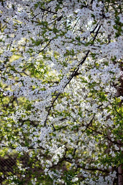 Free Beautiful cherry blossom trees in full bloom with white flowers and vibrant green leaves, capturing spring's essence. Stock Photo