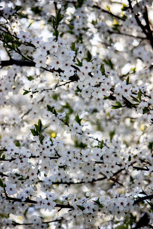 Free A stunning view of a cherry blossom tree in full bloom, capturing the essence of spring. Stock Photo