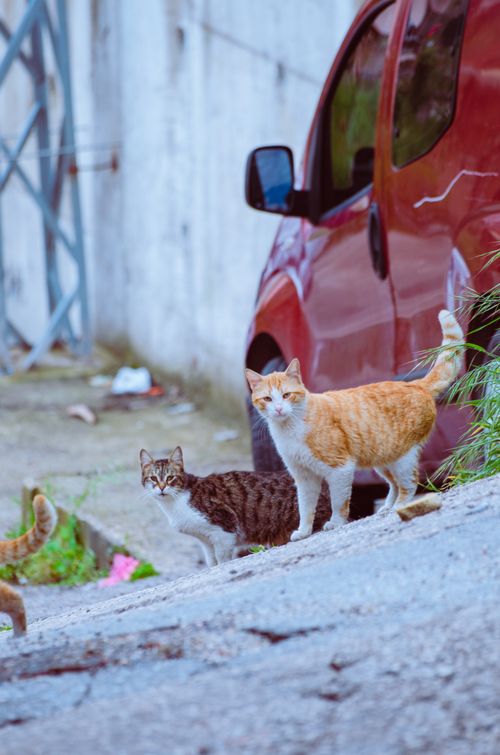 Free Stray cats roam an urban alley, showcasing their curious nature and vibrant surroundings. Stock Photo