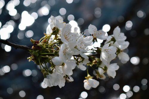 Free Delicate white cherry blossoms with a beautiful bokeh background. Stock Photo