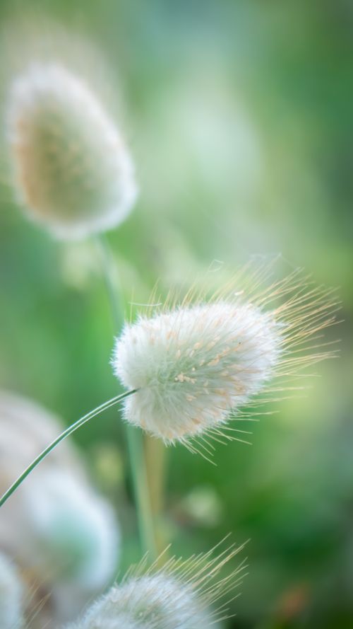 Free Close-up of fluffy Lagurus Ovatus grass against a dreamy green background. Stock Photo