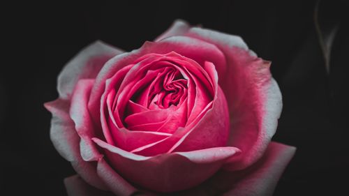 Free A detailed close-up of a vibrant pink rose flower in full bloom, highlighting the intricate petal structure. Stock Photo