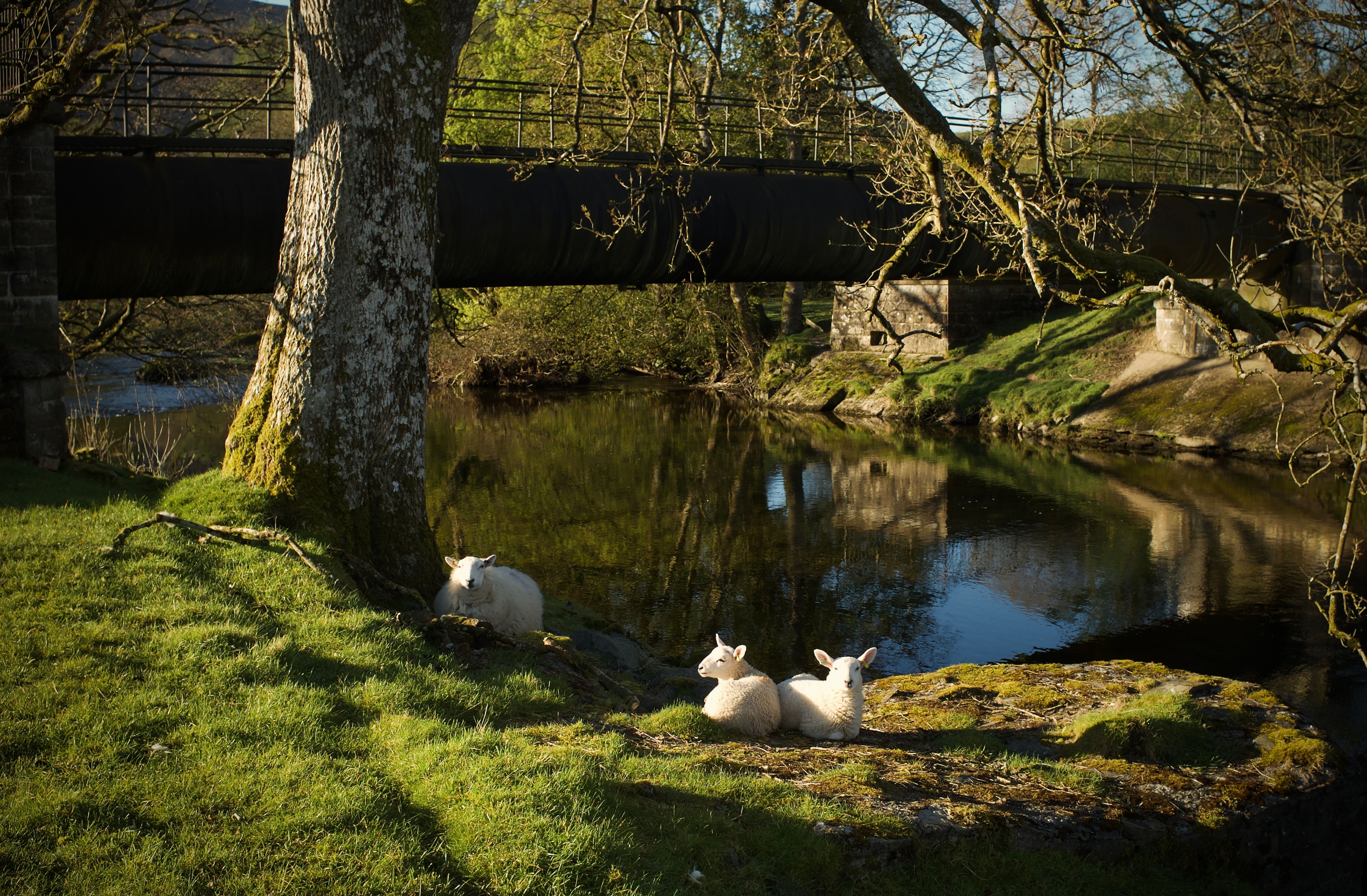 Three lambs rest in a tranquil riverside setting, featuring a rustic bridge and lush greenery.