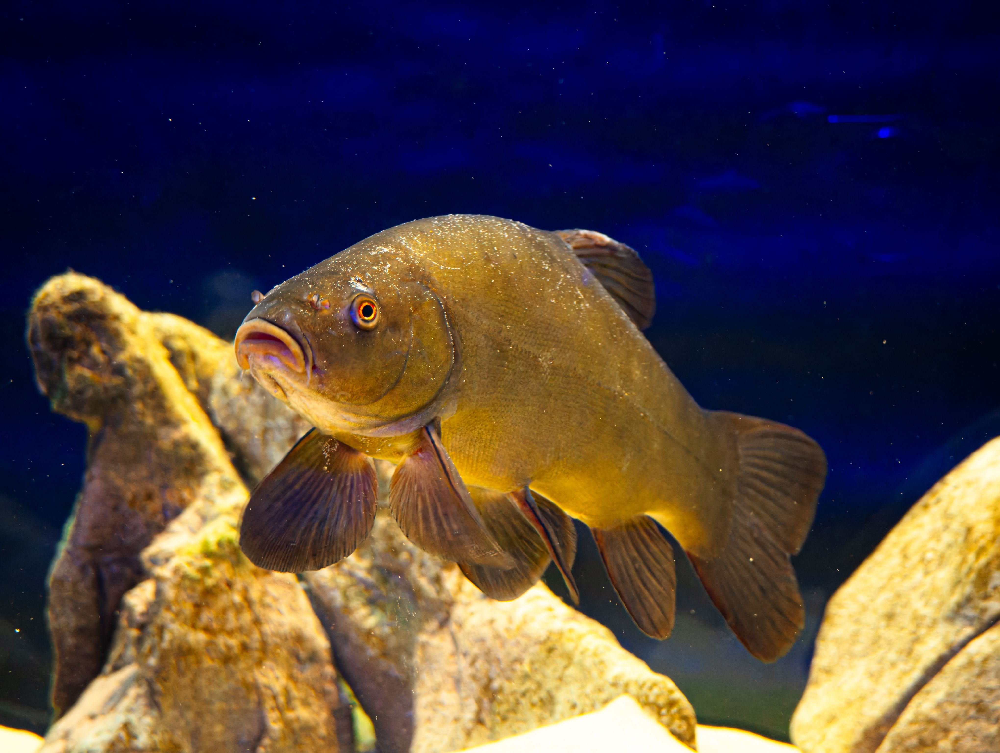 Tench Fish in Aquarium with Rocky Background · Free Stock Photo
