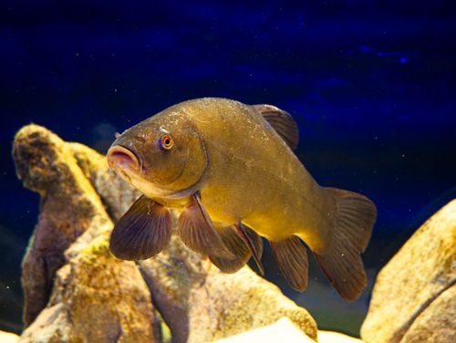 Free Close-up of a tench fish swimming in a brightly lit aquarium with natural rocks. Stock Photo