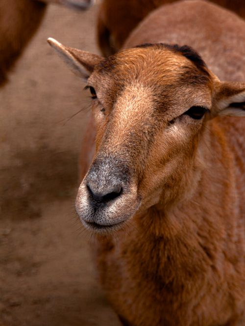 Free A detailed portrait of a brown goat showcasing its textured fur and serene expression. Stock Photo