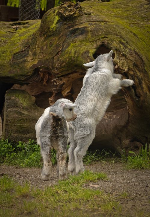 Free Two baby goats curiously exploring a large fallen tree outdoors. Stock Photo