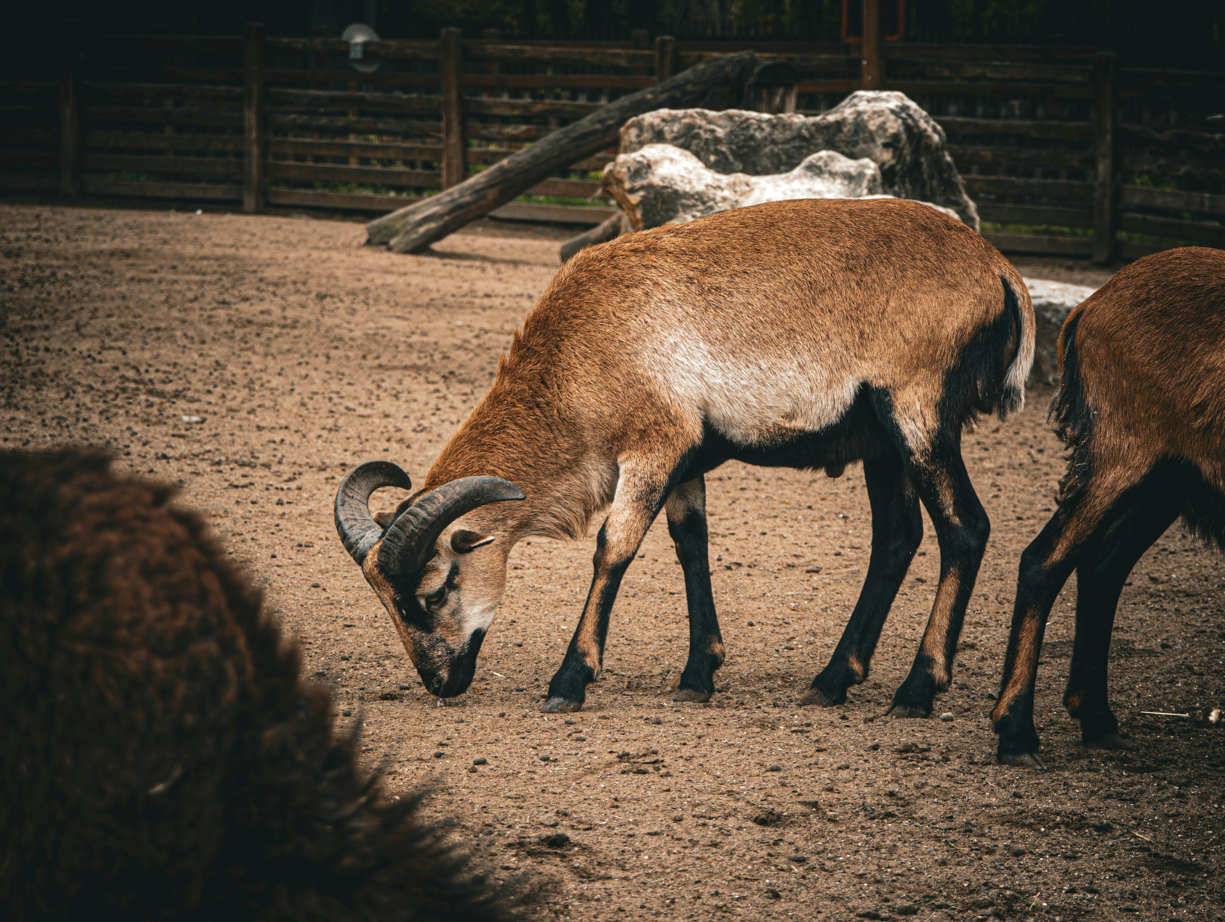 Big Horn Outdoor Adventure Show - Spokane and North Idaho community calendar - The Spokesman — Photo by Oğuzhan  eken on Pexe