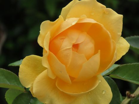 Detailed close-up of a vibrant yellow rose with water droplets, captured in Sydney, Australia.