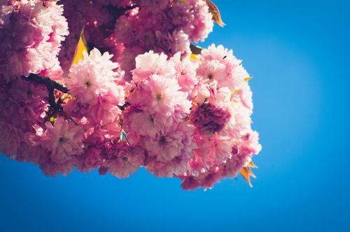 Free A stunning cluster of pink cherry blossoms in full bloom against a clear blue sky, capturing a serene spring moment. Stock Photo