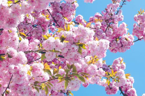 Free A vibrant display of pink cherry blossoms blooming against a clear blue sky, showcasing spring beauty. Stock Photo
