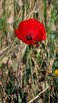 Close-up of a red poppy flower in a natural grassy field, symbolizing beauty.