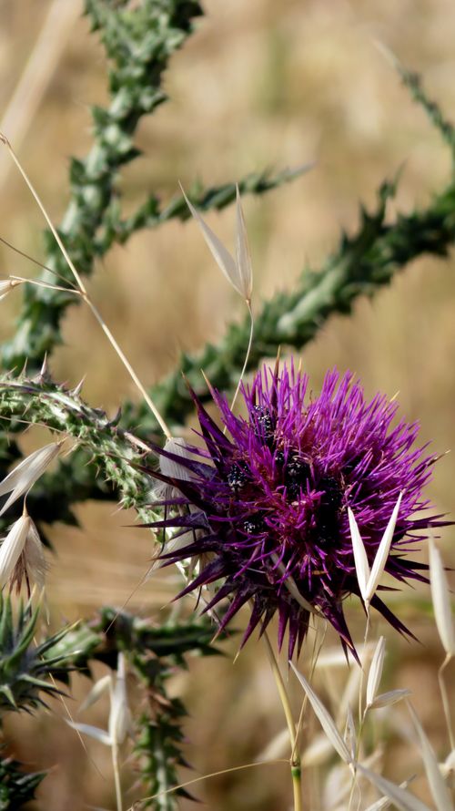 Free Close-up of a purple thistle flower against a blurred natural background—ideal for nature themes. Stock Photo