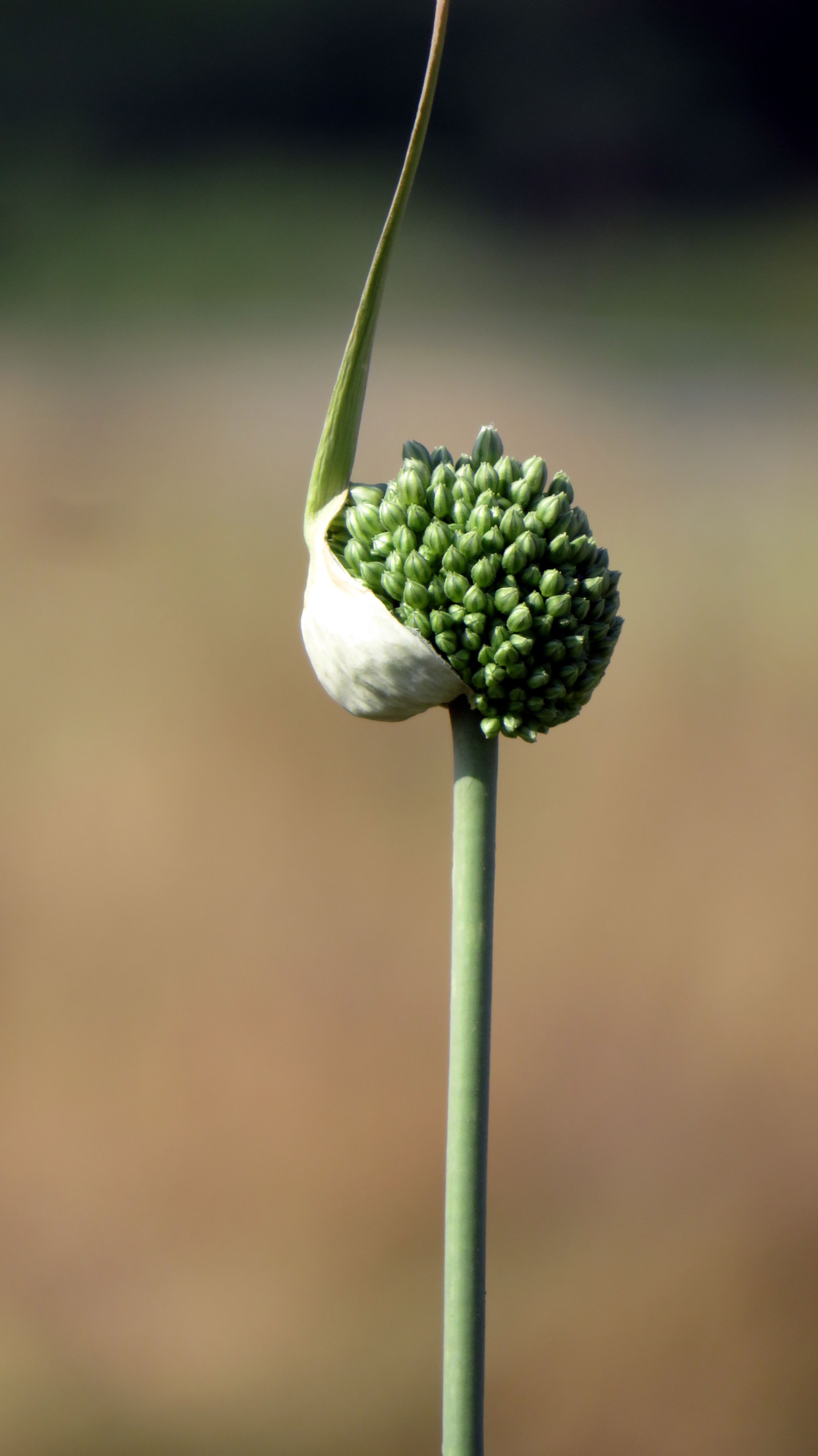 Detailed close-up of a green onion flower head, capturing nature's beauty.