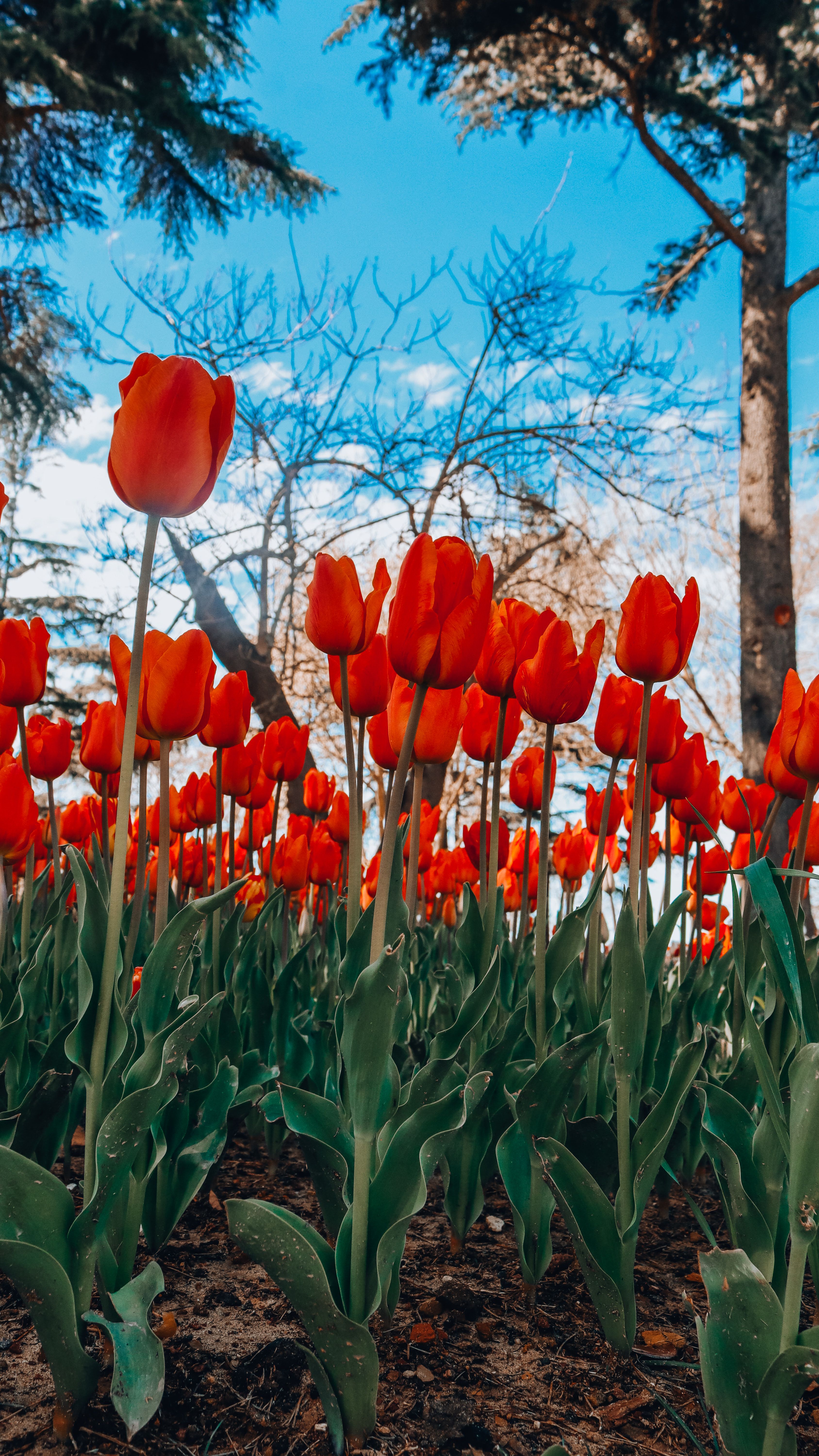 Bright red tulips in full bloom under a clear blue sky during springtime.