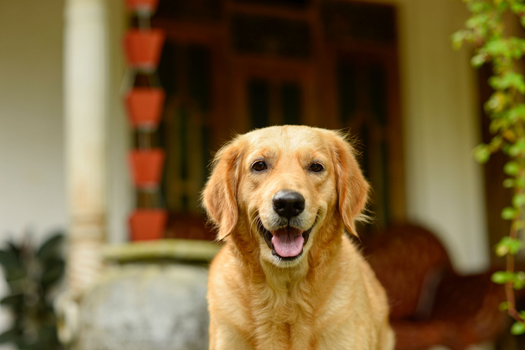 A happy golden retriever outdoors at home