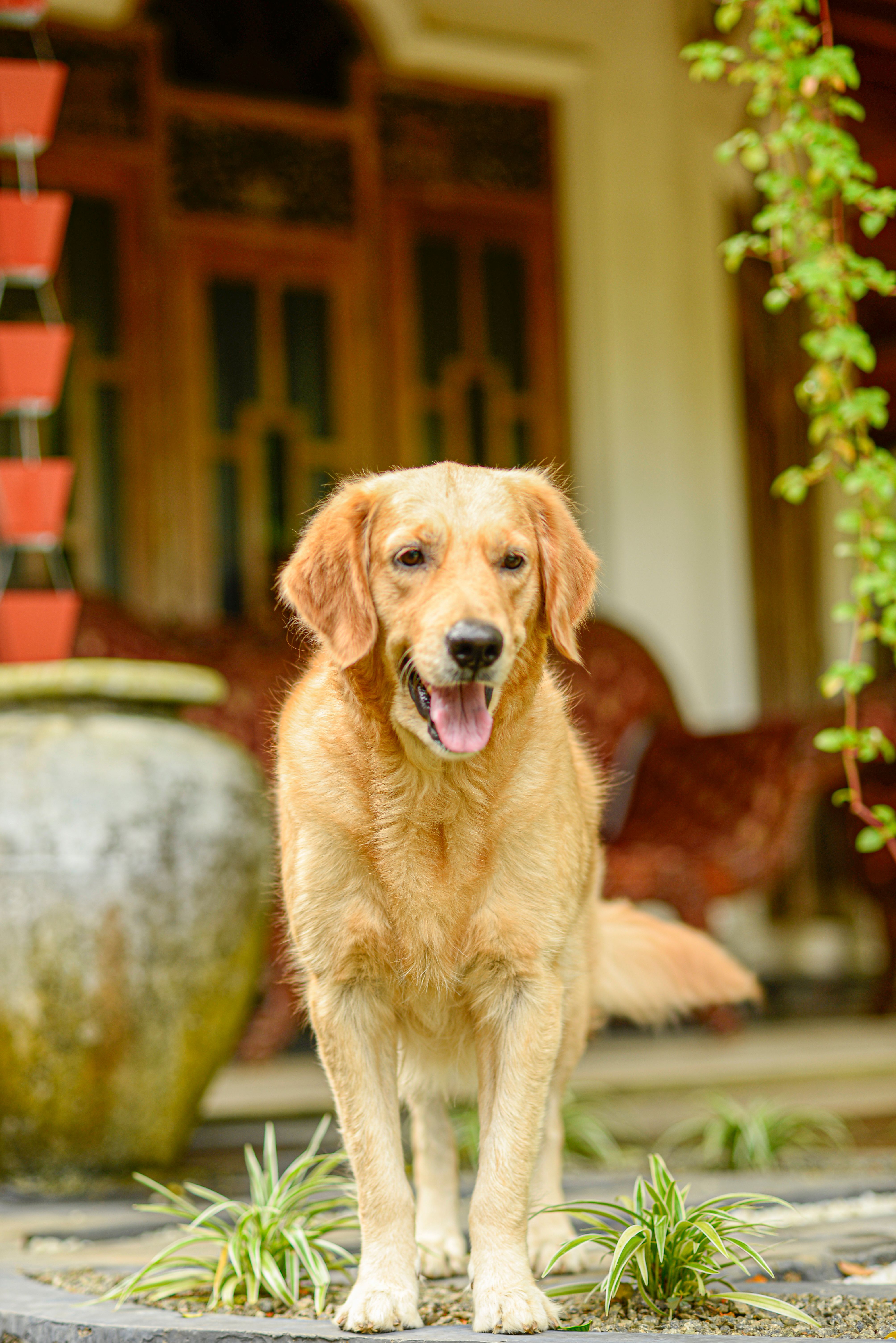 Cheerful Golden Retriever in a Garden Setting · Free Stock Photo