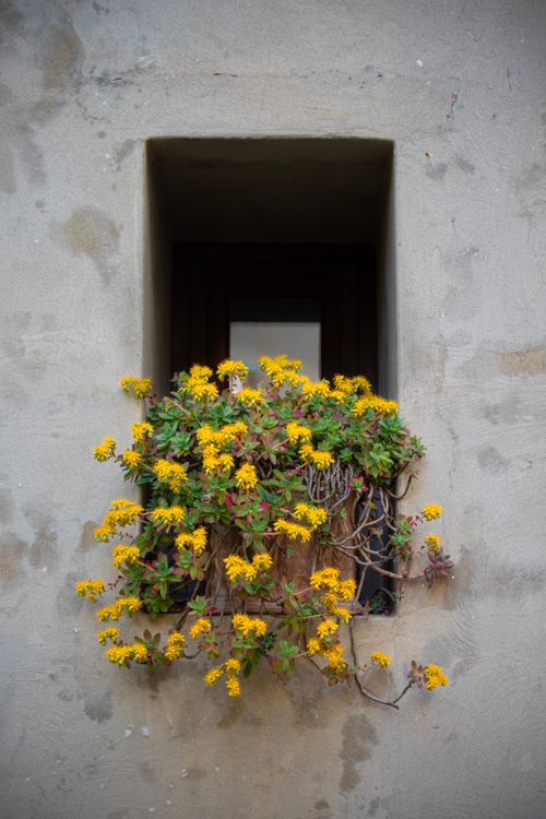 Free A quaint window adorned with vibrant yellow flowers in Grado, Italy. Perfect for rustic architecture and botanical themes. Stock Photo