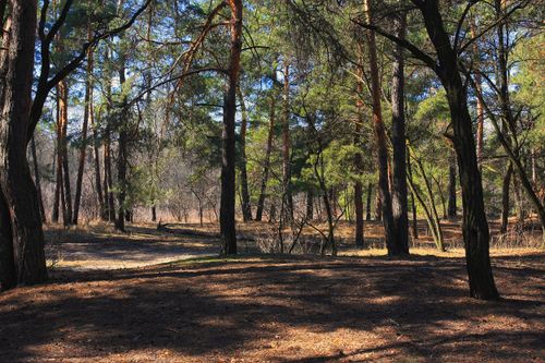 Free Sunlit pine forest with fresh spring growth and gentle shadows on the ground. Stock Photo