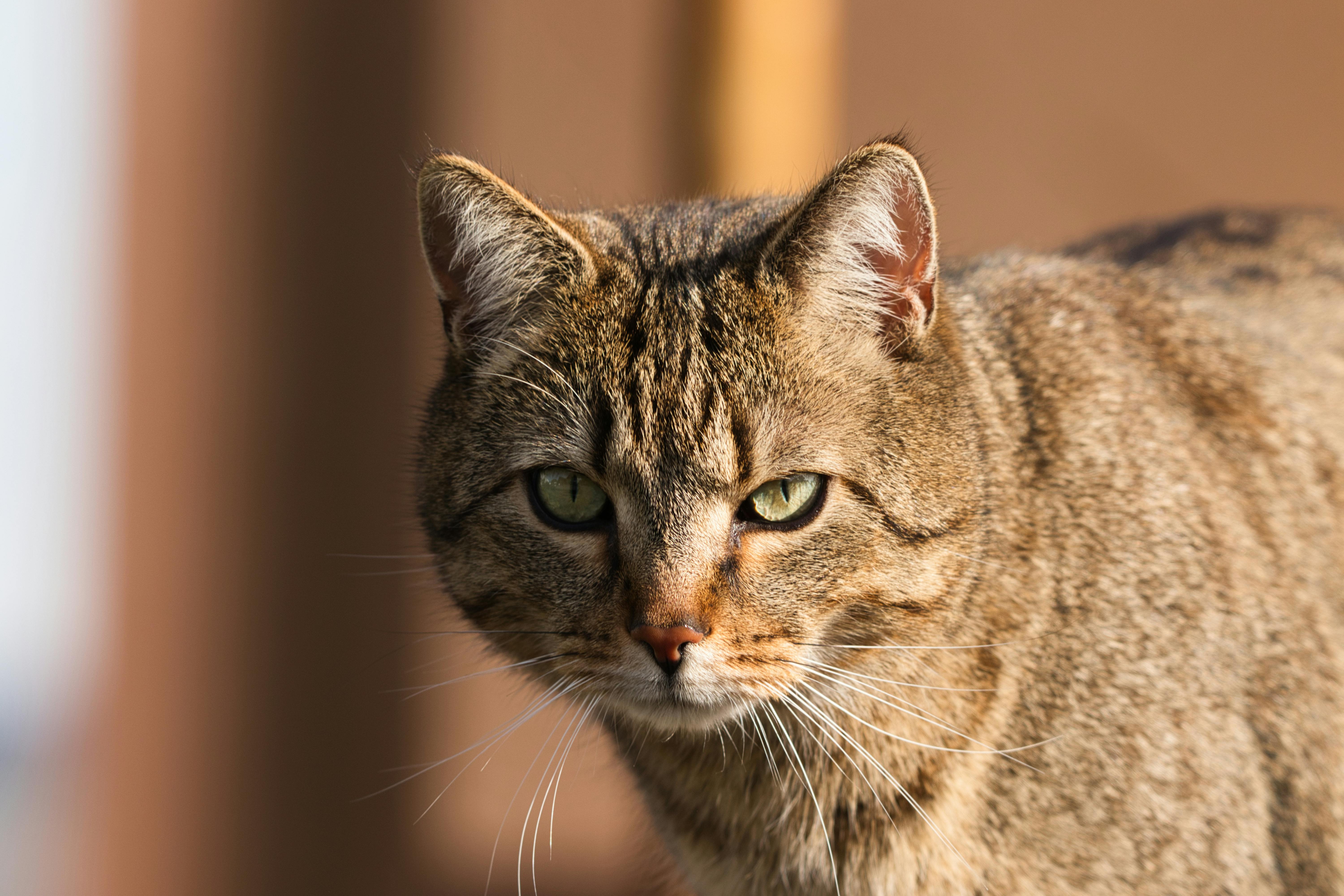 World Cat Vaccine - Market Analysis, Forecast, Size, Trends and Insights - IndexBox — Photo by Philipp Kappler on Pexels