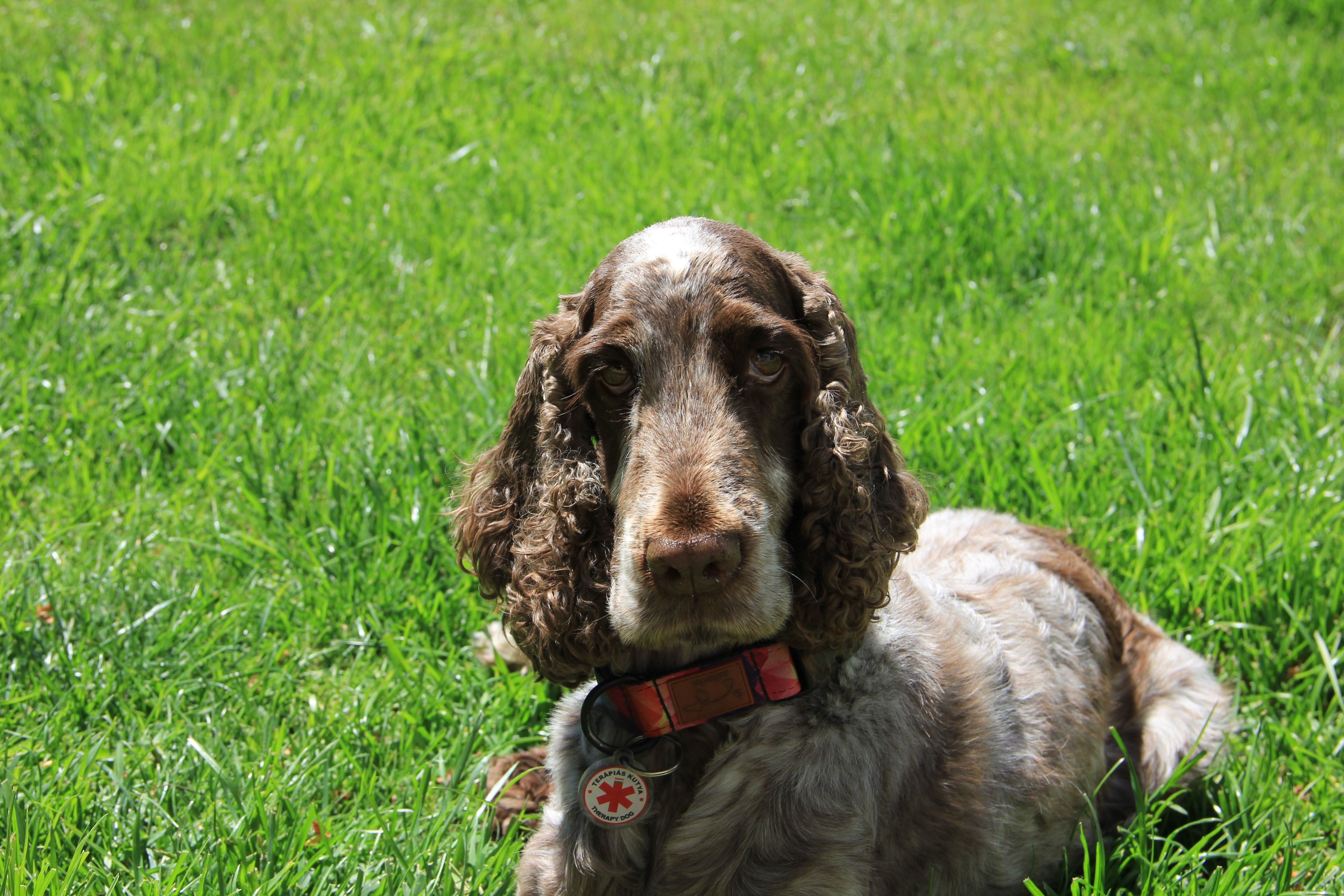 Charming English Cocker Spaniel resting on a bright sunny lawn, showcasing its curly fur.