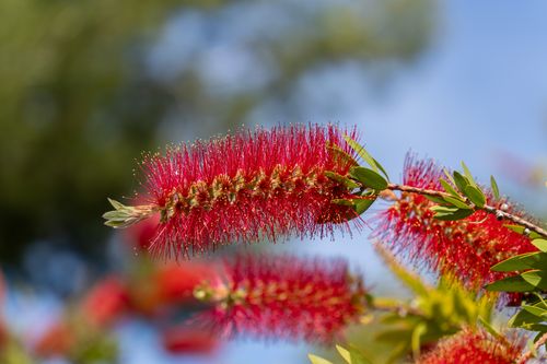 Free Close-up of a vivid red Bottlebrush flower in full bloom, highlighting its unique bristles against a clear blue sky. Stock Photo