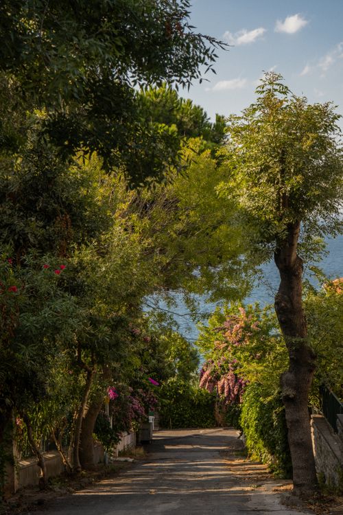 Free A tranquil outdoor path surrounded by lush greenery and flowering trees, evoking serenity and natural beauty. Stock Photo