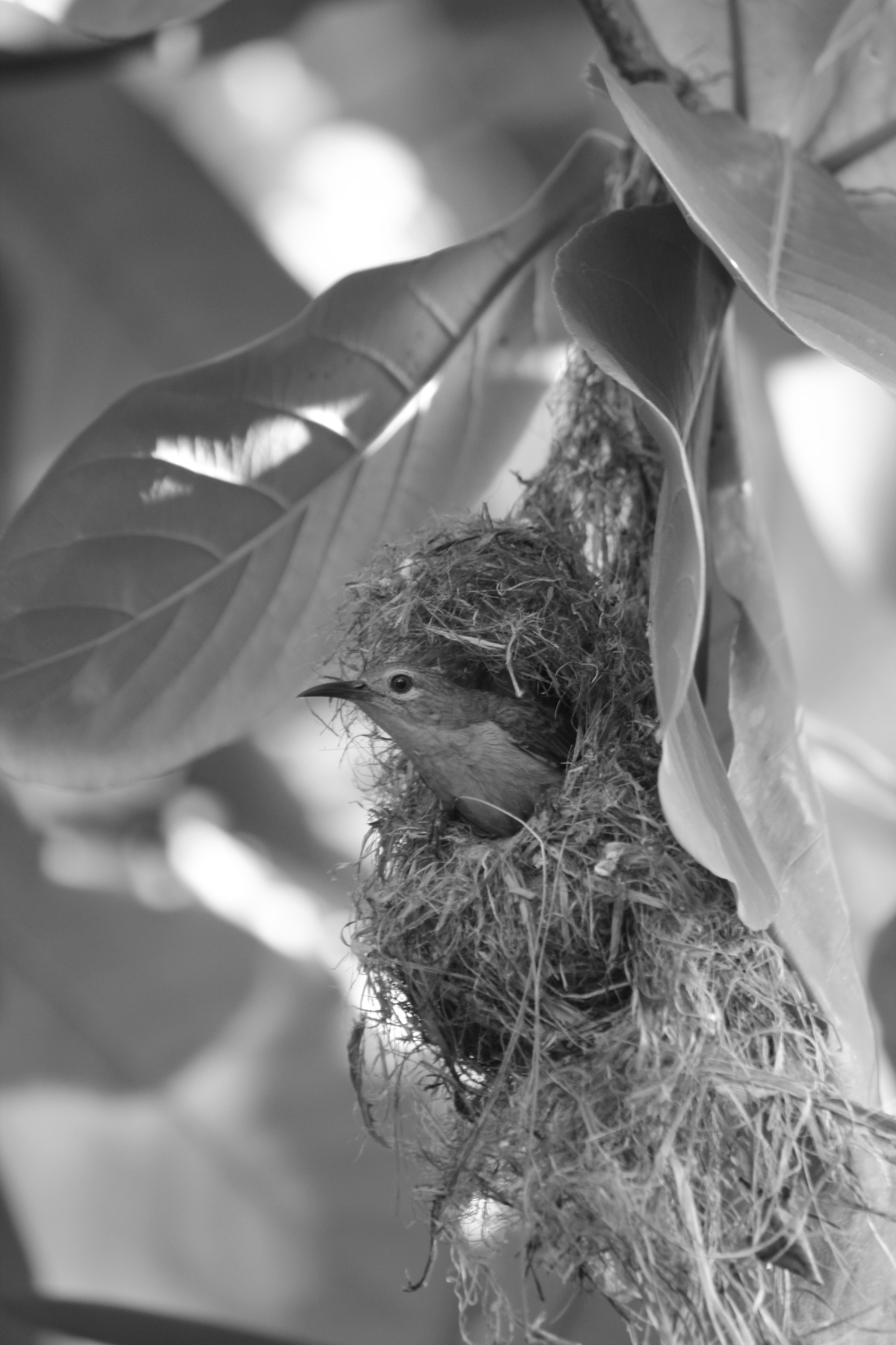 A small bird perched in its cozy nest amidst large, detailed leaves in a tree.