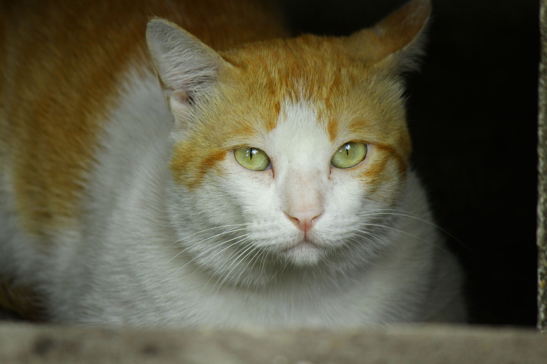 Portrait of a cat at a veterinary clinic