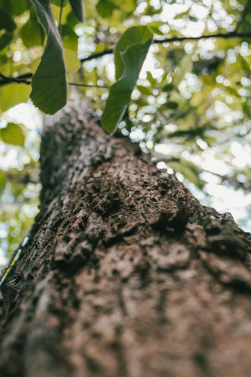 Free A close-up view of a tree trunk with lush green leaves in a tropical setting, conveying a sense of serenity. Stock Photo