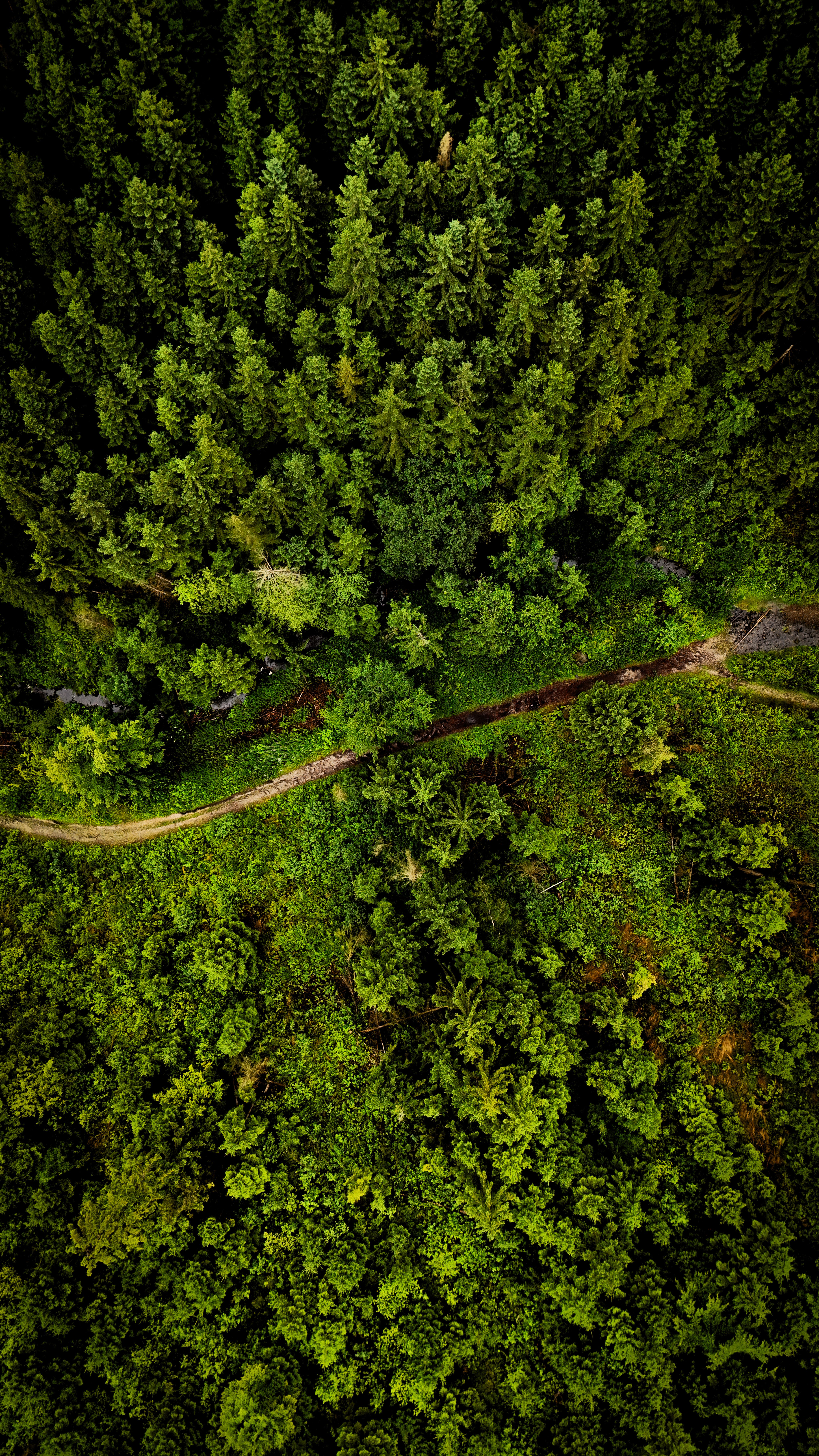 A breathtaking aerial view of a dense forest with a winding path.