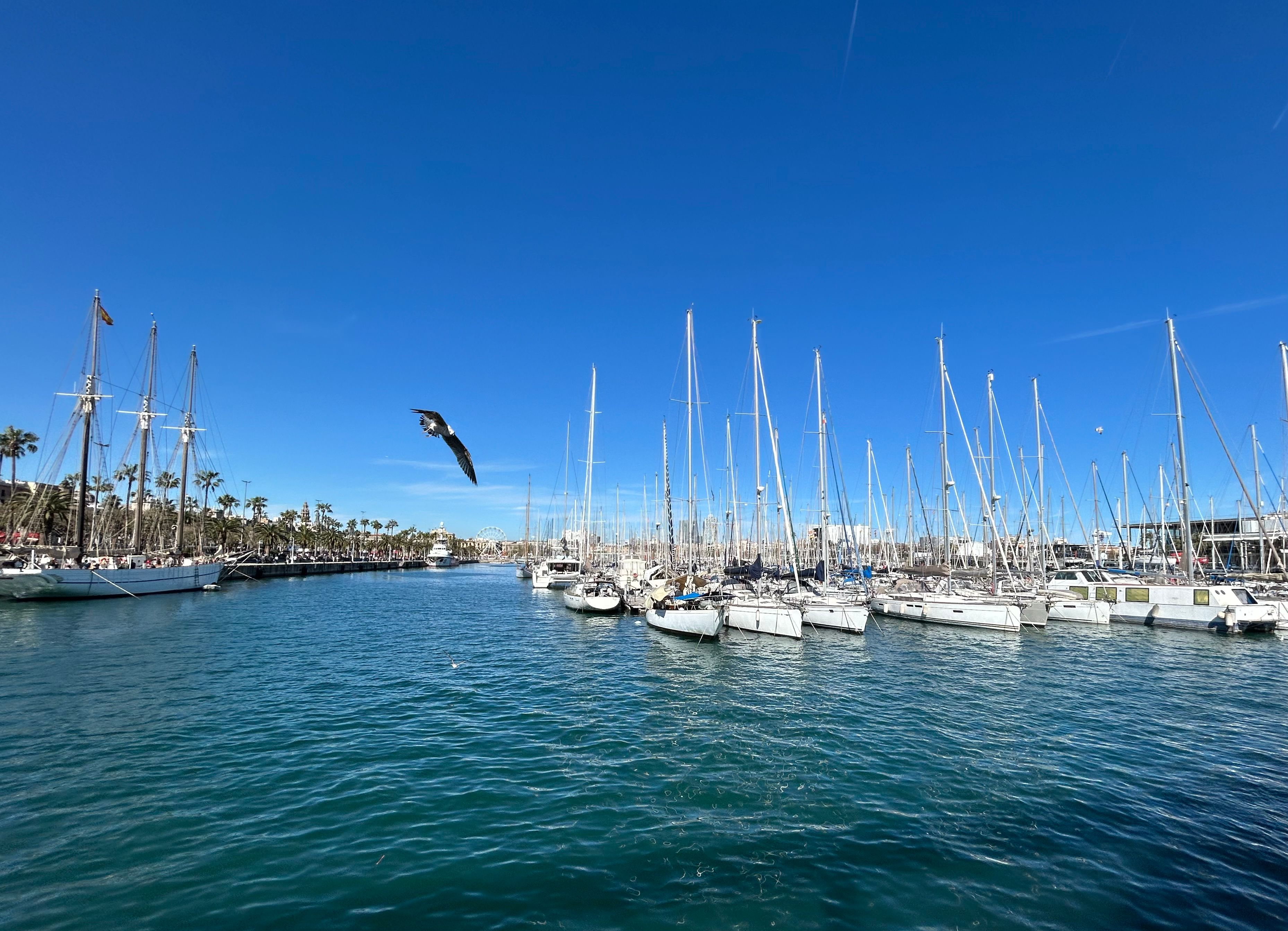 Incredible Shared Luxury Yacht Cruise with Champagne and Tapas Review: The Ultimate Tenerife Sailing Experience Review 2026 - Scenic view of sailboats docked at a sunny marina in Barcelona, Spain, with clear blue skies.