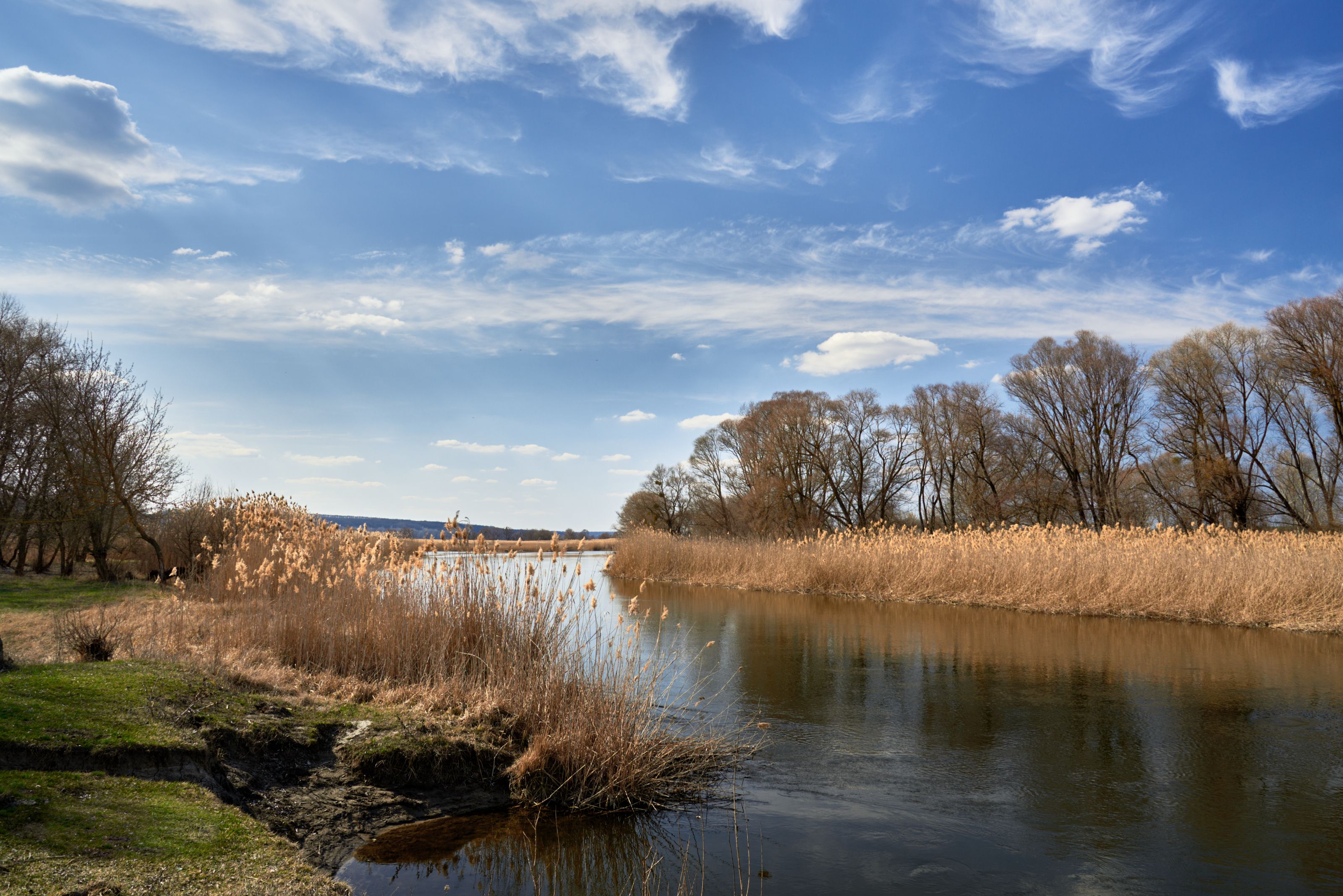 Reed beds along a quiet river under a bright spring sky — photo by Matvei on Pexels