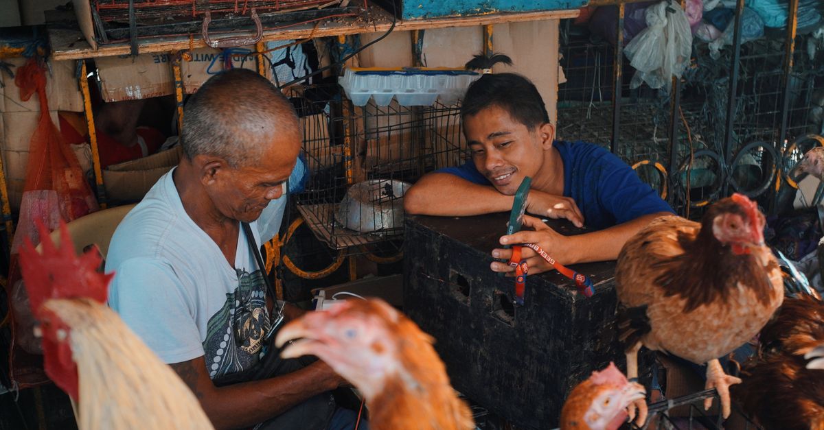 UAE Poultry Production Halts as Hormuz Blockage Triggers Feed Shortage
