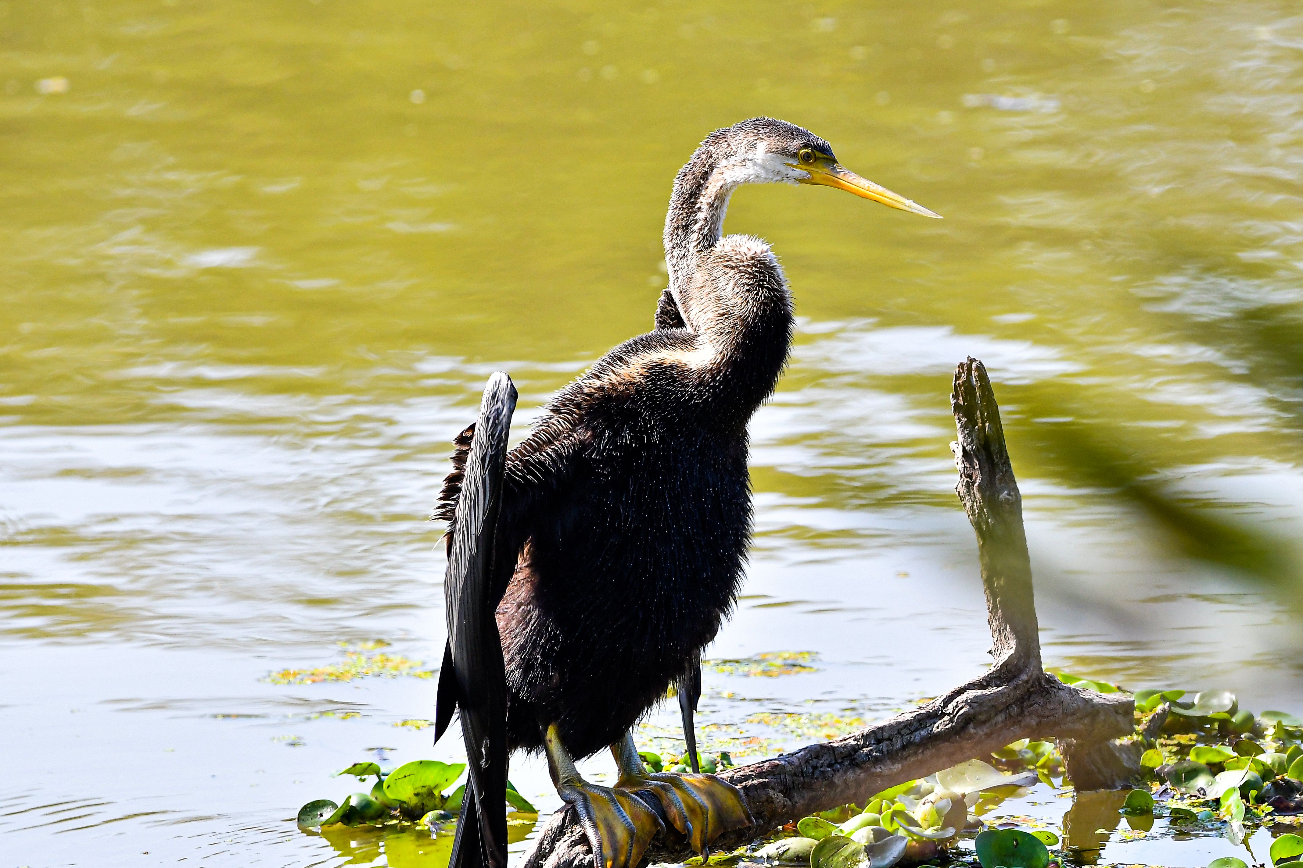 Close-up of an Anhinga Bird by the Water · Free Stock Photo