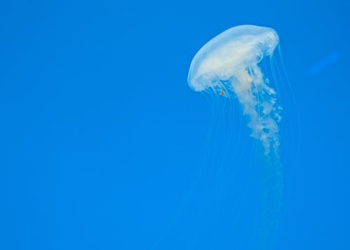 Immagine gratuita di fauna marina, fujifilm, medusa