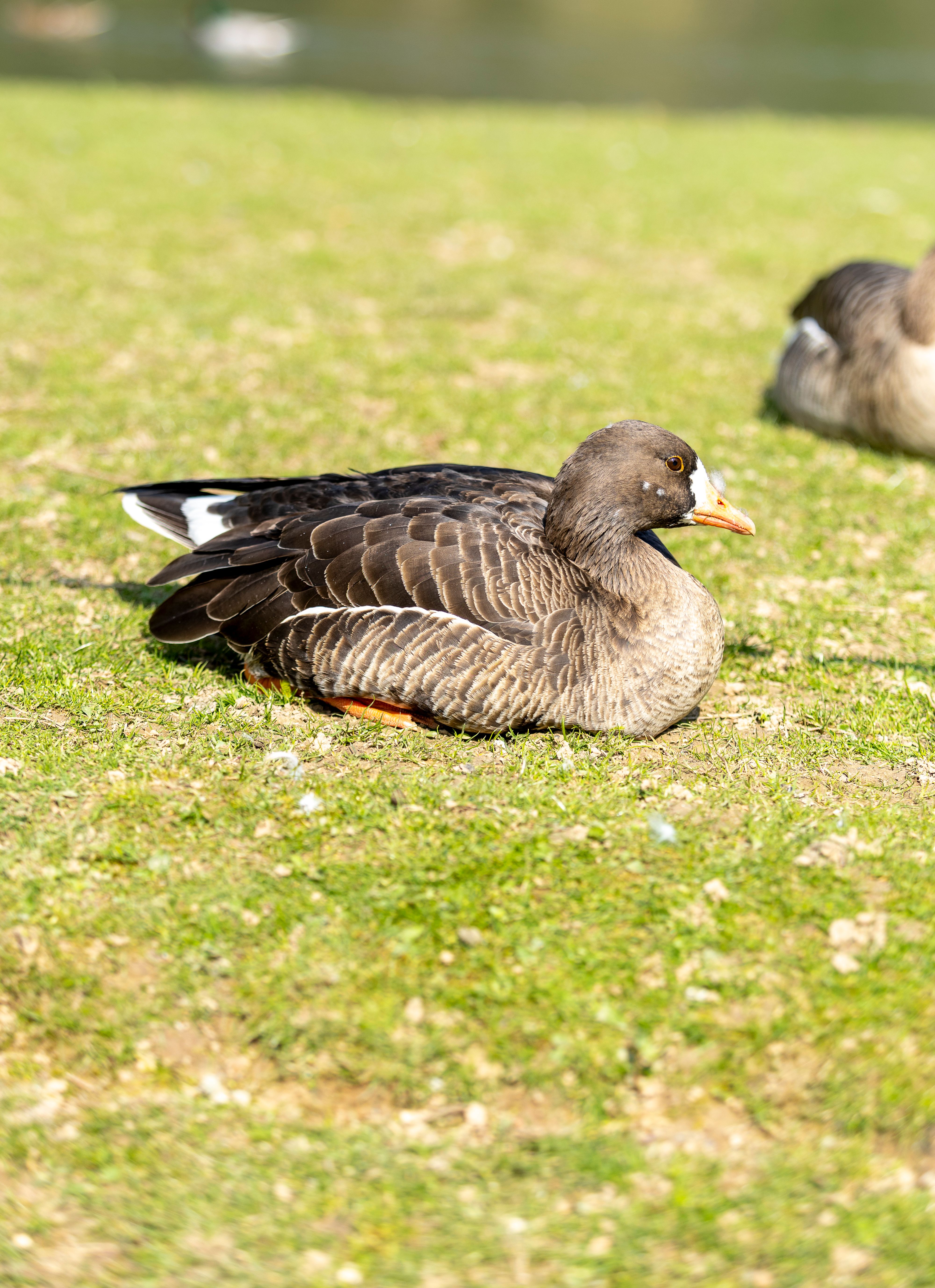 Greater White-fronted Goose on Green Lawn · Free Stock Photo