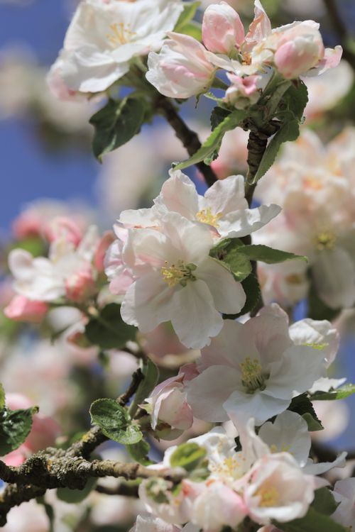 Blossom lit from behind — photo by Christina & Peter on Pexels