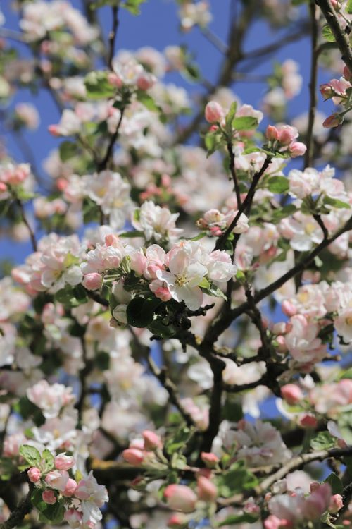 Blossom cluster in close detail — photo by Christina & Peter on Pexels