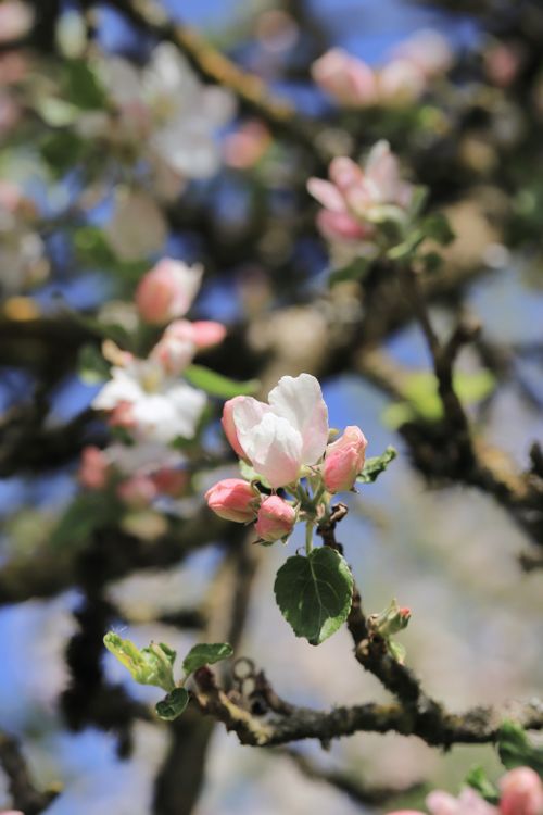 Apple blossom against a dark sky — photo by Christina & Peter on Pexels