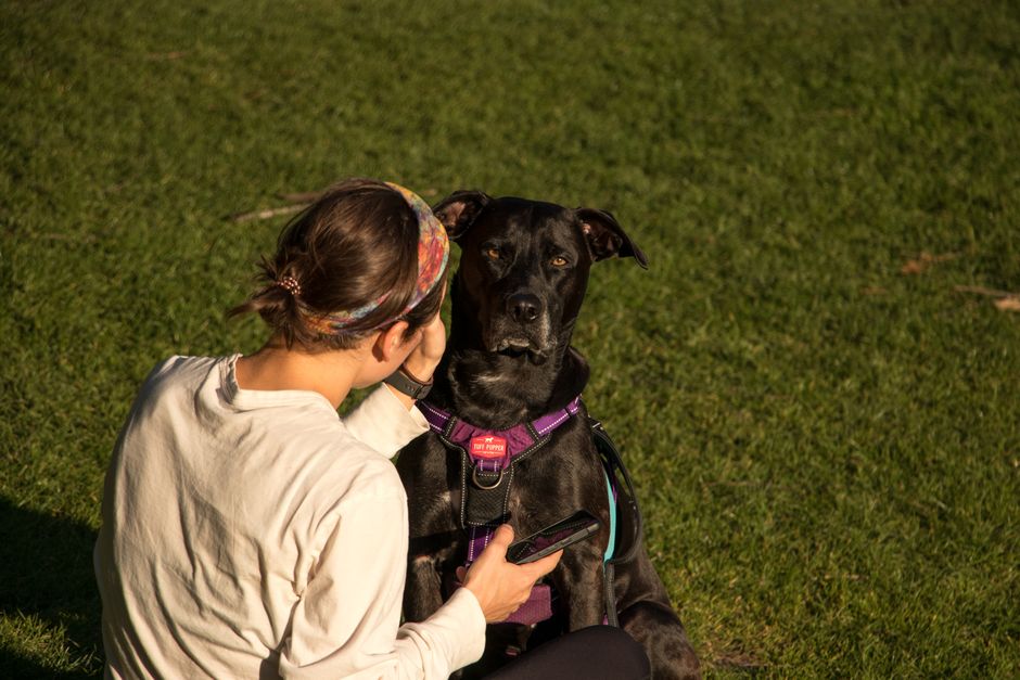 At what age can a dog start wearing a harness?