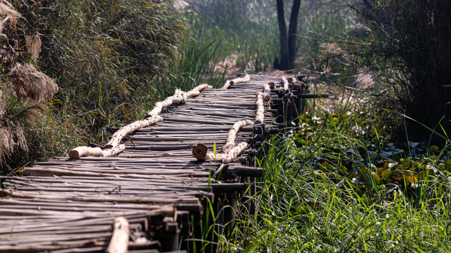 A rustic wooden pathway meanders through lush green wetlands under natural light.