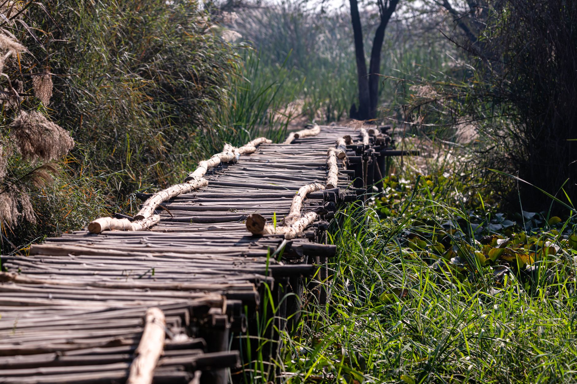 A rustic wooden pathway meanders through lush green wetlands under natural light.