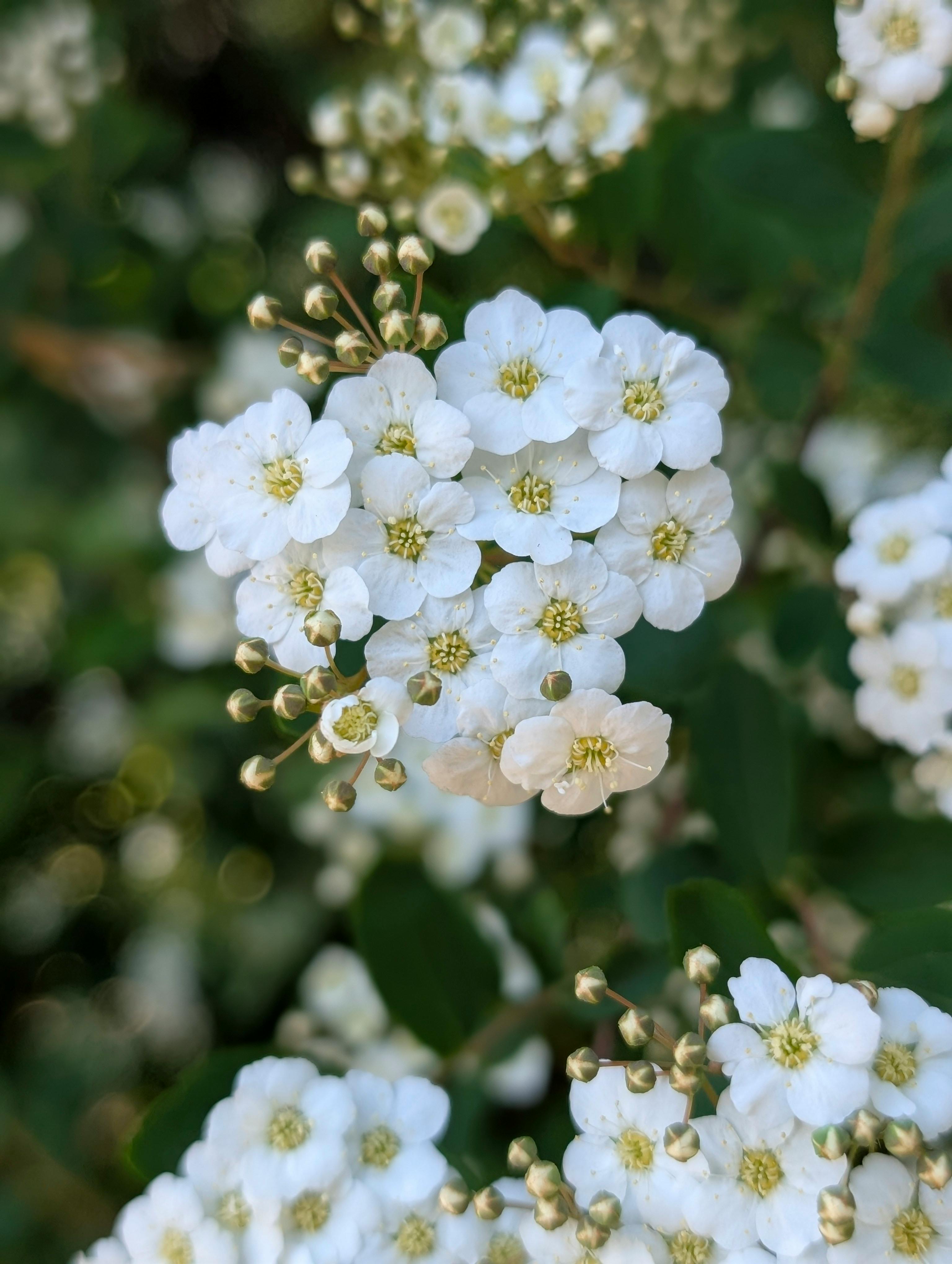 [ColoSach]-a-beautiful-macro-shot-showcasing-the-delicate-white-spirea-flowers-in-full-bloom-against-lush-green-foliage.