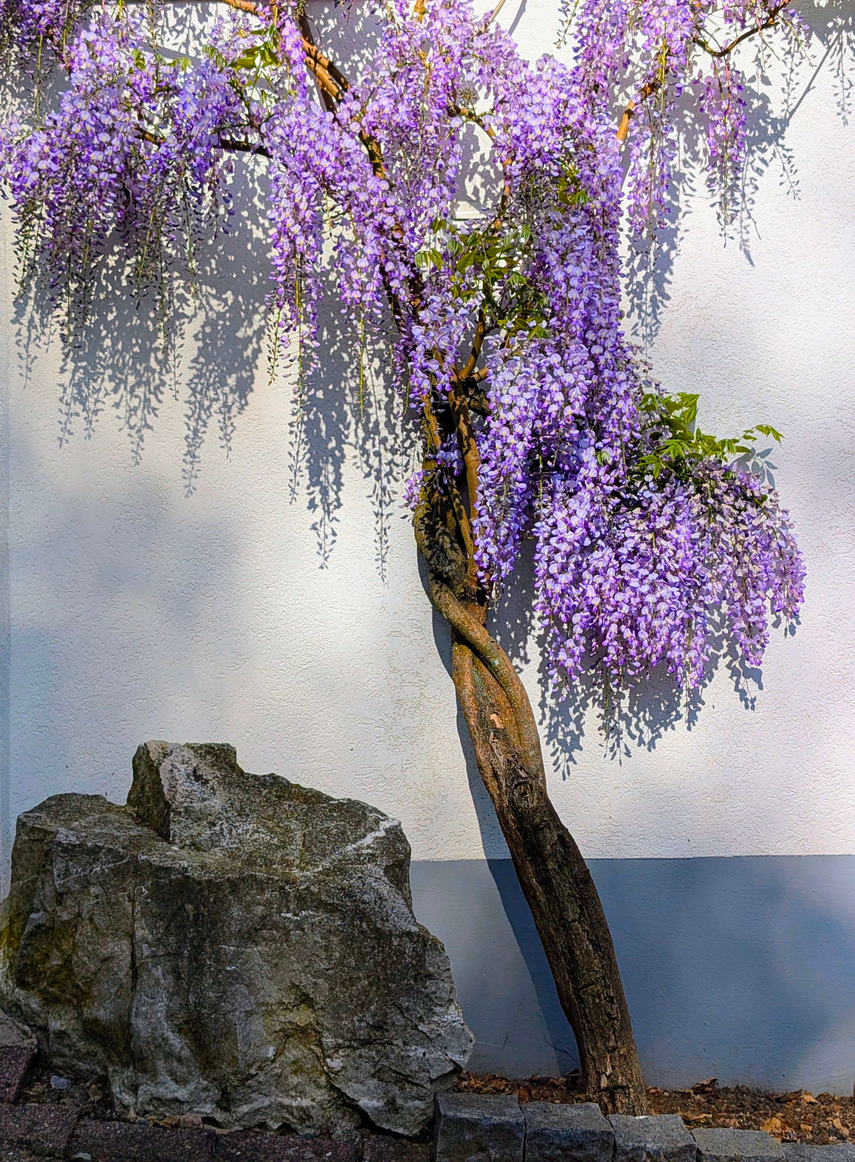 Elegant wisteria vines cascading over a wall, casting intricate shadows.