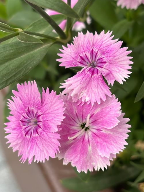 Free Close-up of vibrant pink dianthus flowers showcasing delicate petals and natural beauty. Stock Photo