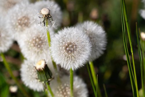 Free Detailed capture of dandelion seed heads basking in sunlight, showcasing nature's beauty in spring. Stock Photo